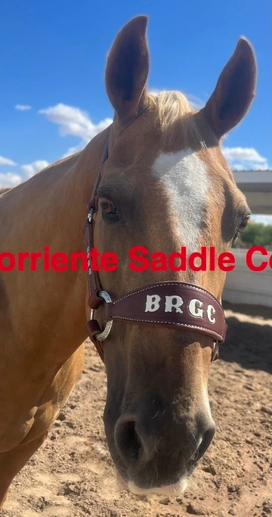 CSHALTER 100A Bronc Halter Lettered - Image 2